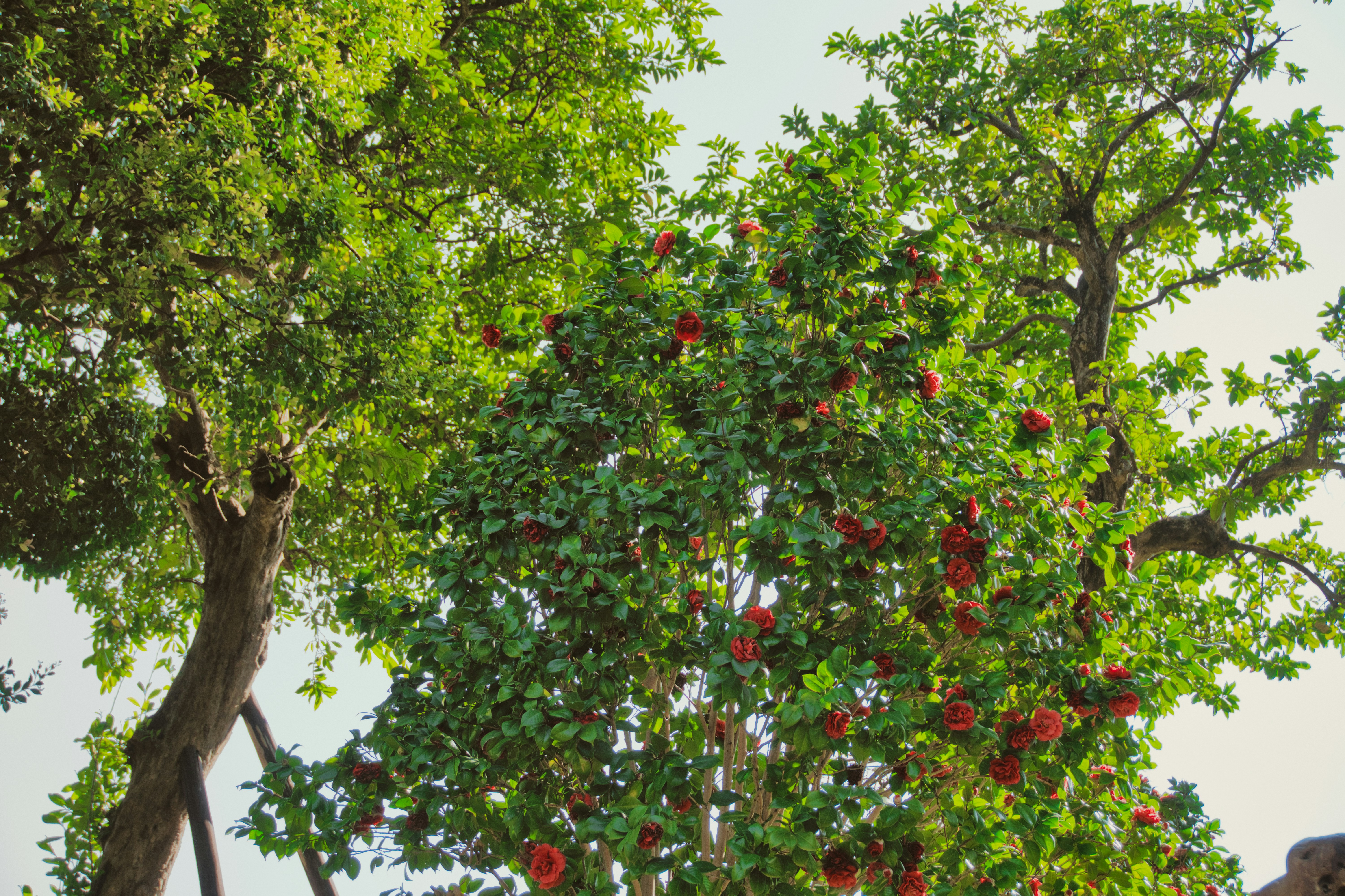 Photo by thomaskinto