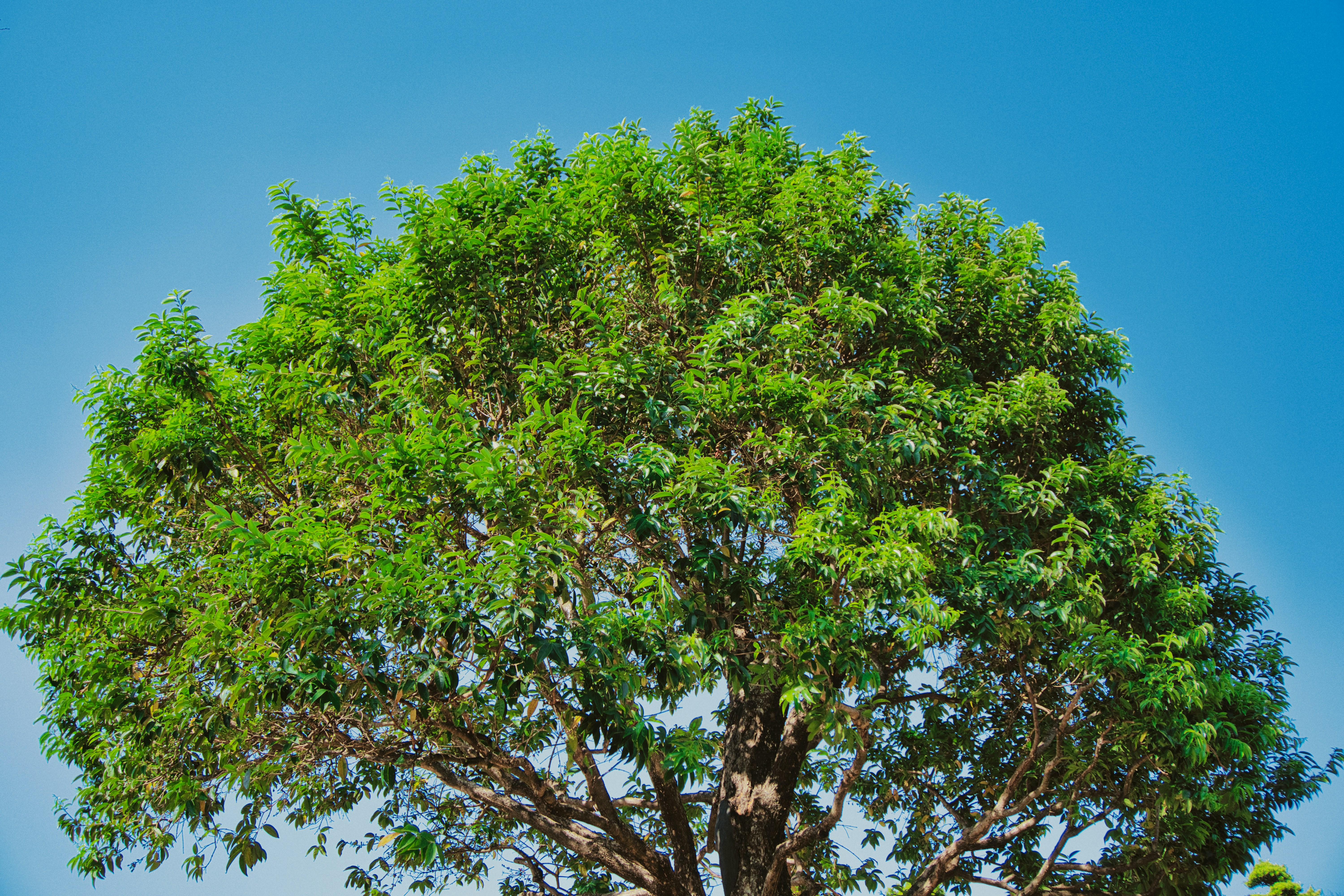 Photo by thomaskinto