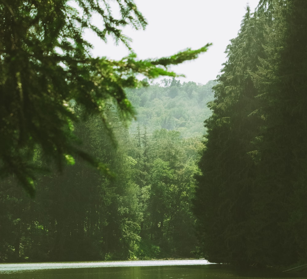 green trees beside road during daytime