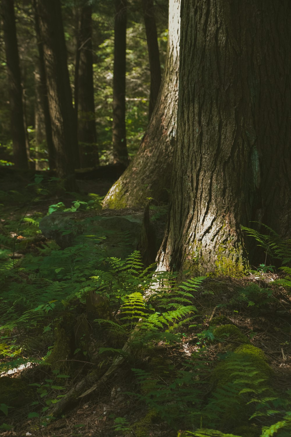 brown tree trunk on green grass