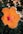 orange hibiscus in bloom during daytime