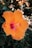 orange hibiscus in bloom during daytime