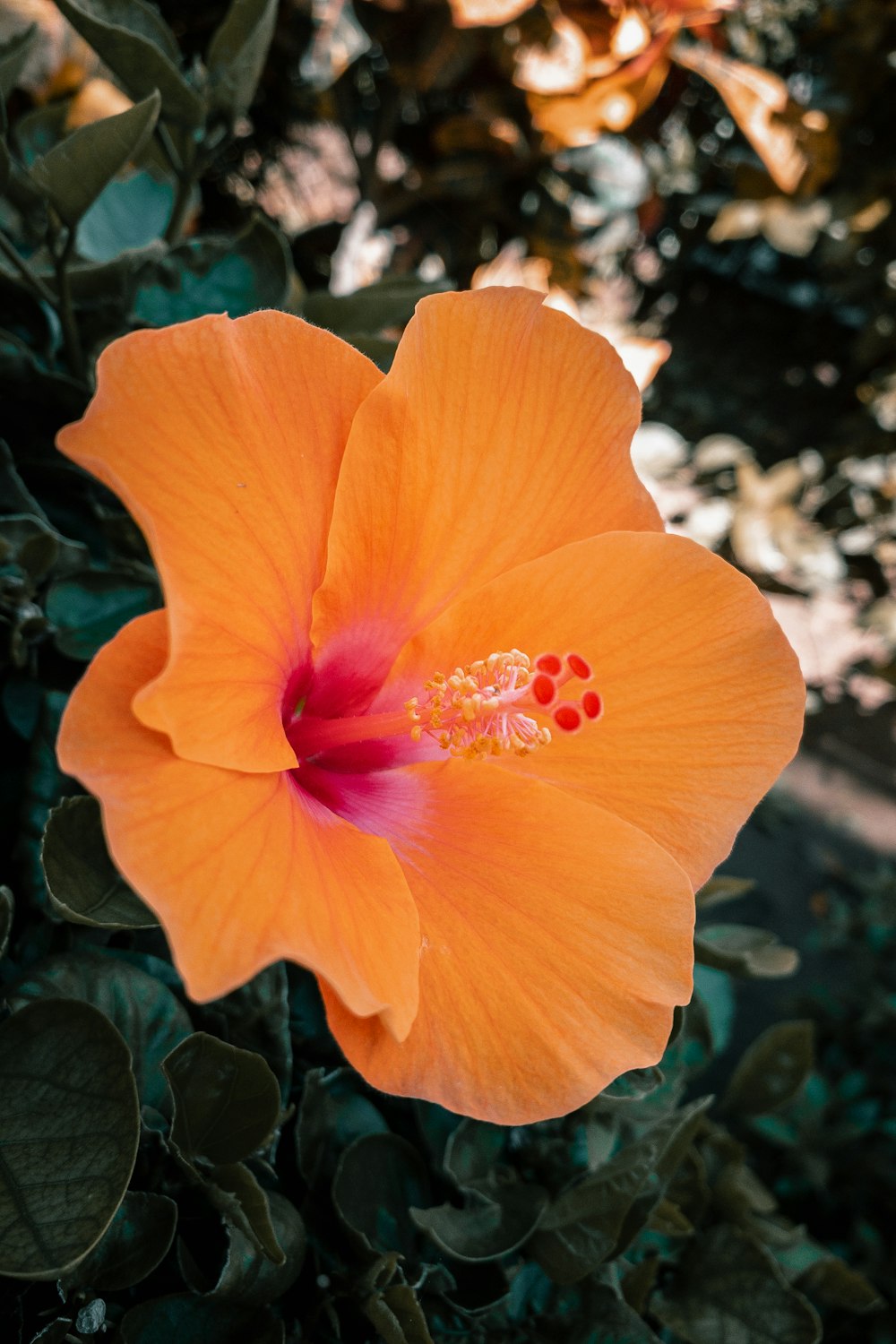 orange hibiscus in bloom during daytime