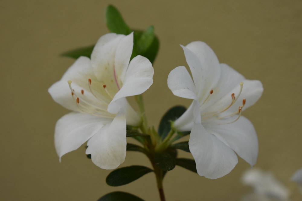 white flower with green leaves