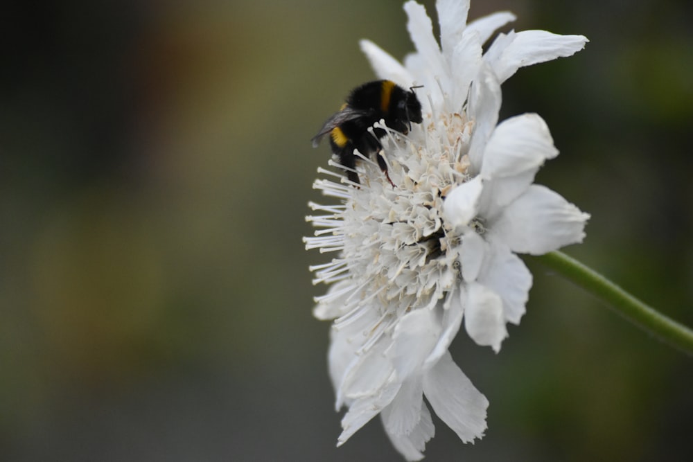 black and orange bee on white flower