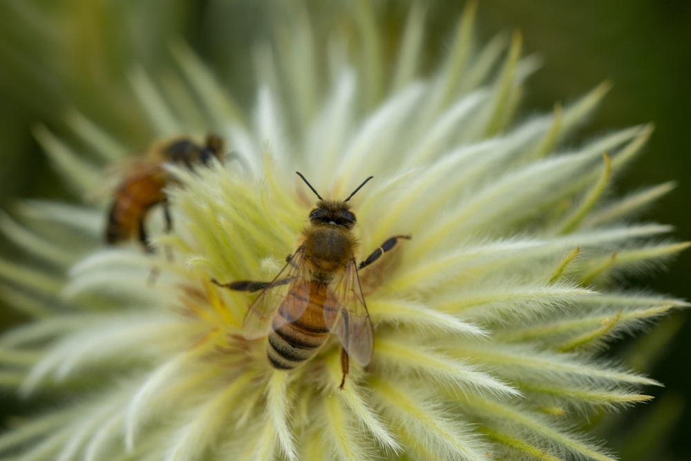 black and yellow bee on white flower