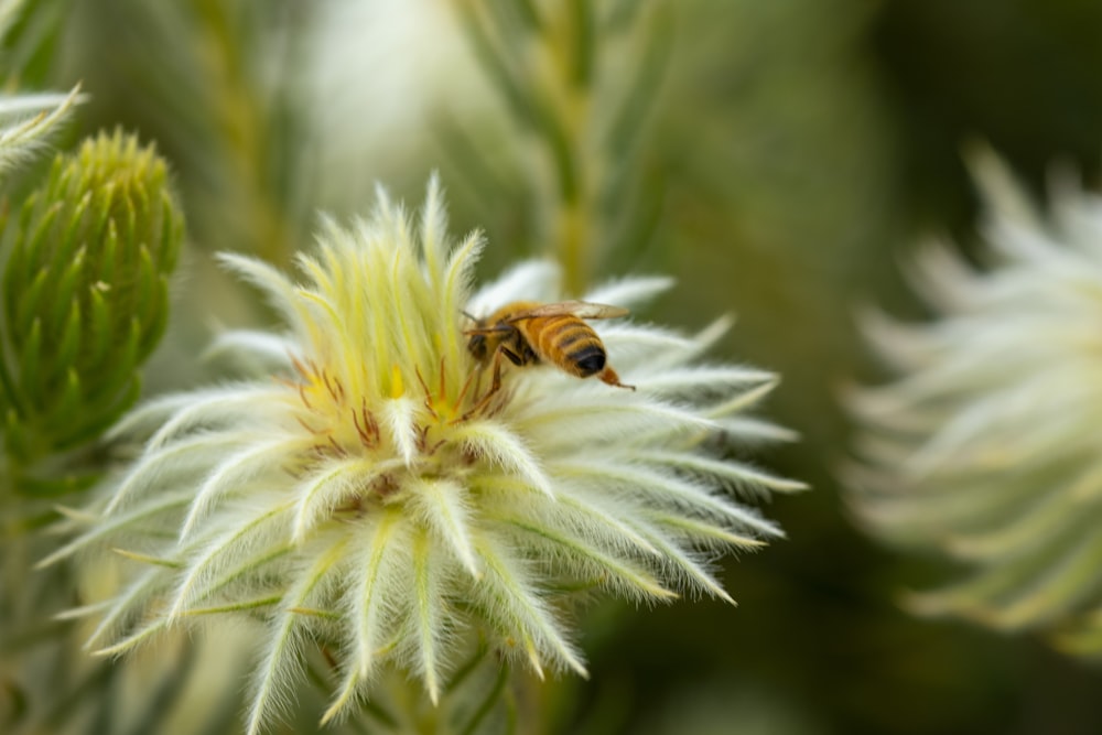 honeybee perched on white flower in close up photography during daytime