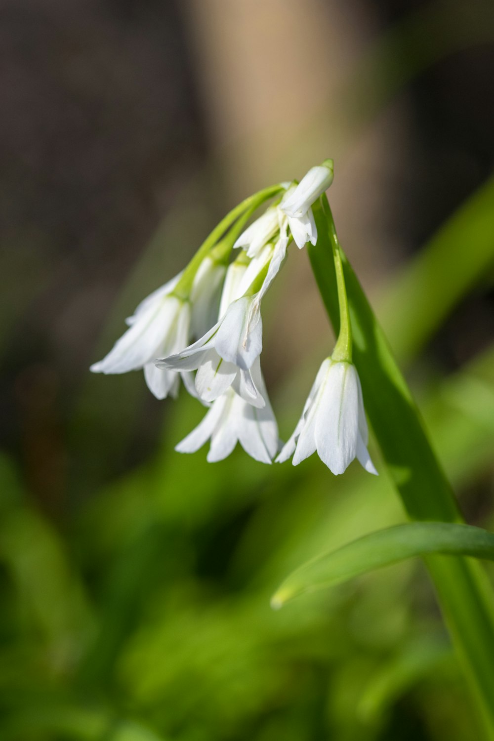 white flower in tilt shift lens