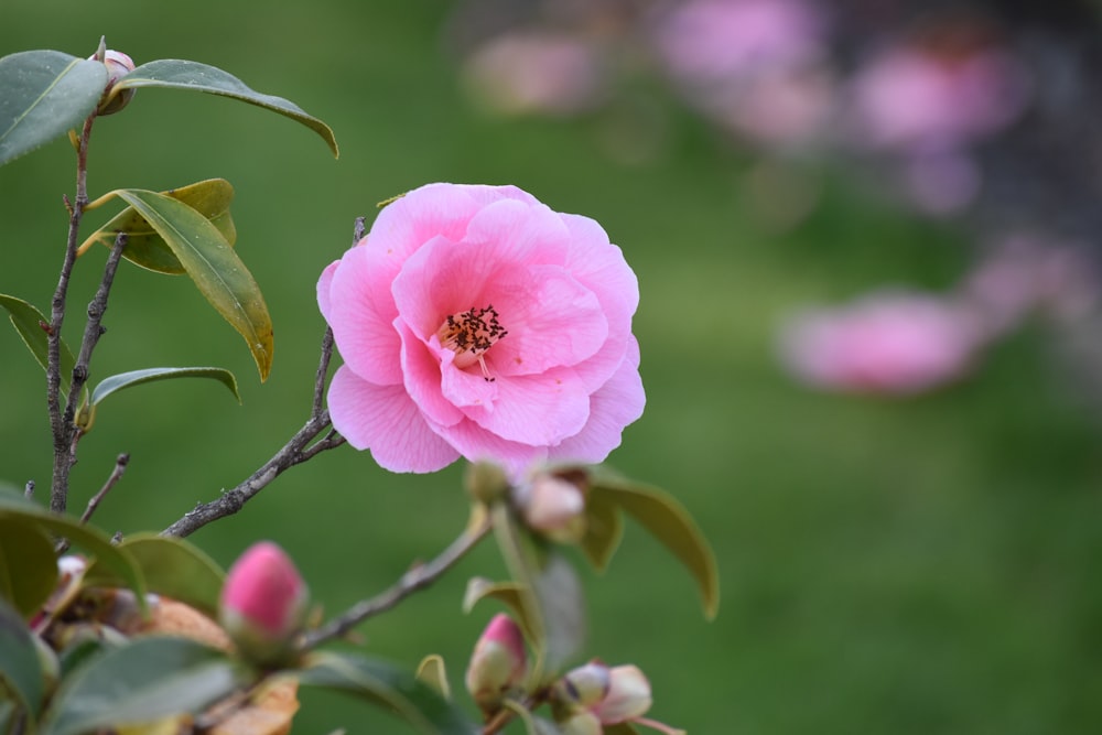 pink rose in bloom during daytime