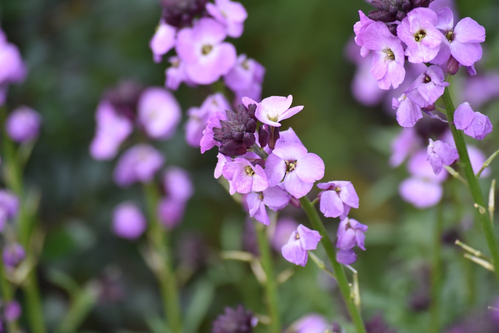 purple flower in tilt shift lens