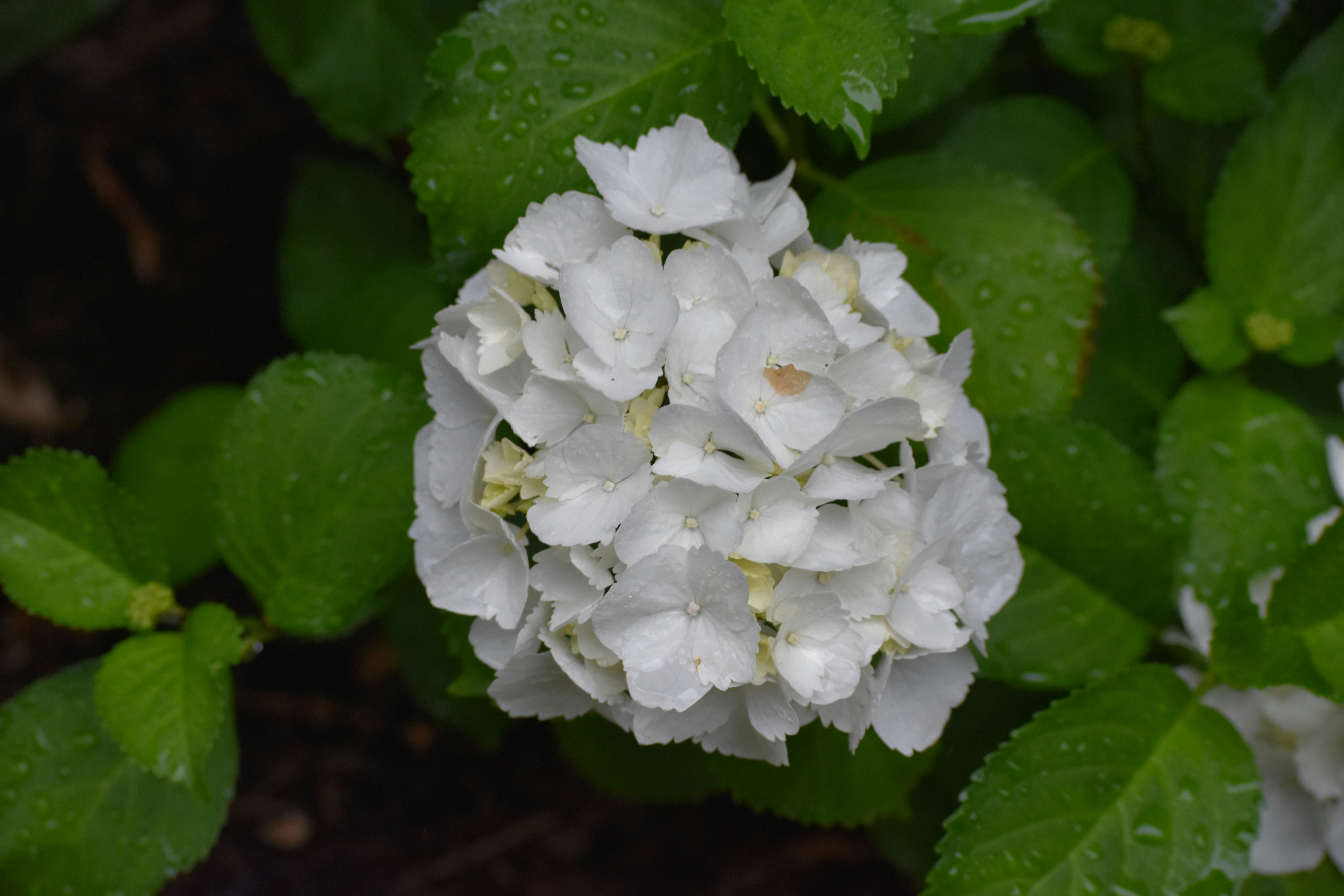 Photo by ellephant_photography