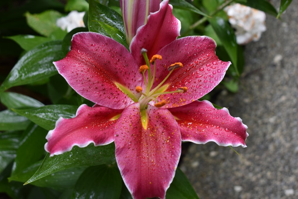 pink flower in macro shot