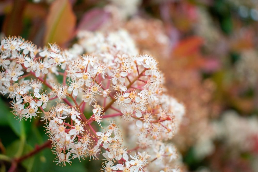 white and pink flowers in tilt shift lens