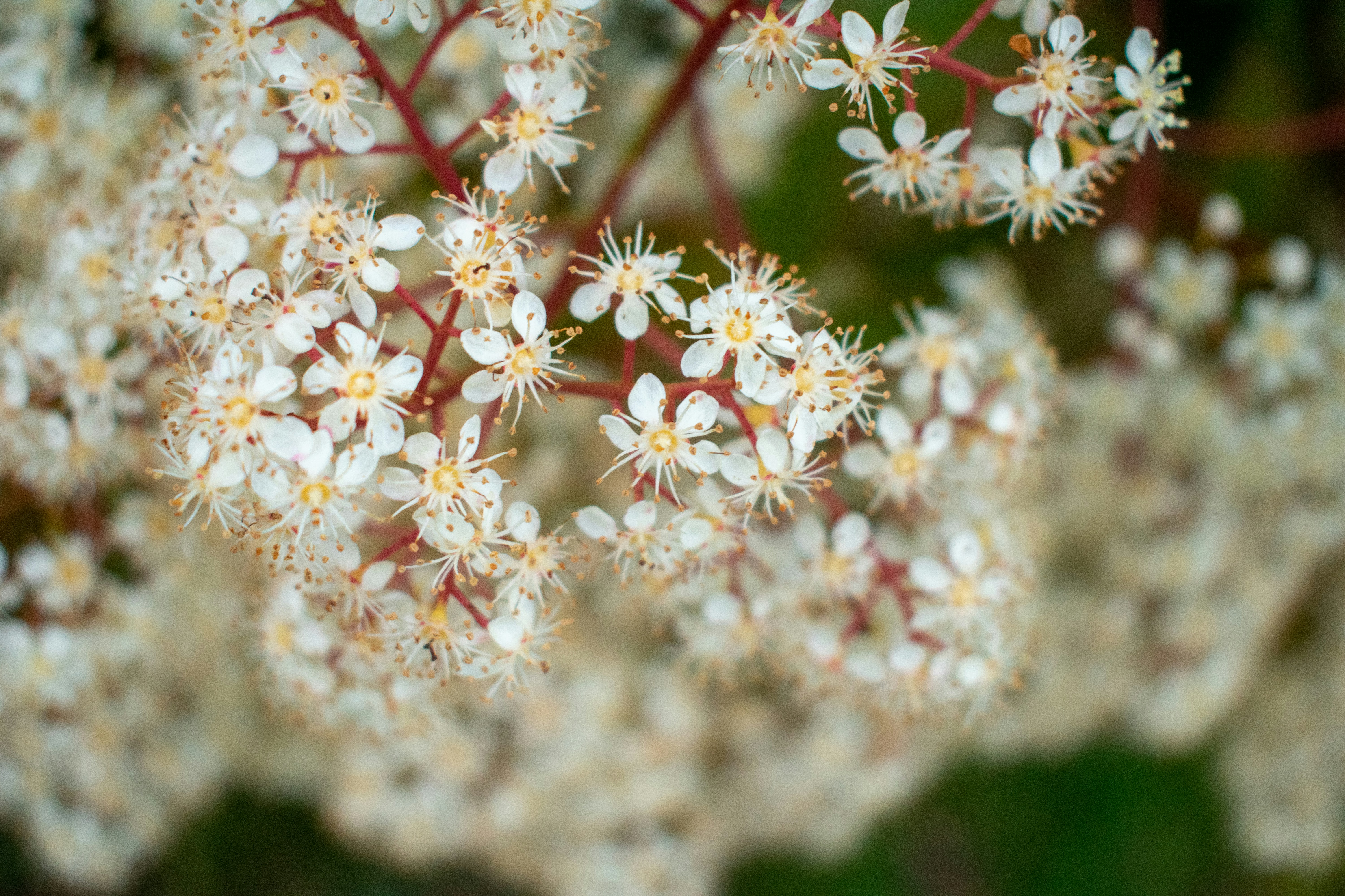 Photo by ellephant_photography