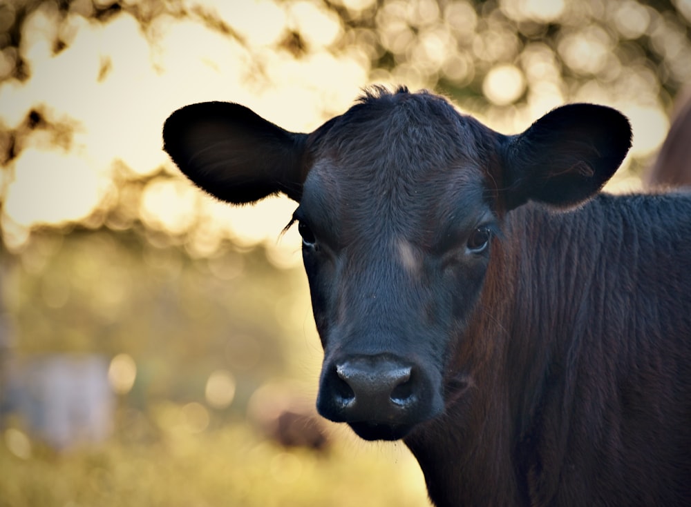 black cow in close up photography during daytime photo – Free Cow Image on  Unsplash