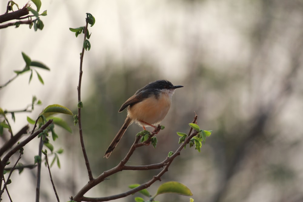 brown and black bird on tree branch