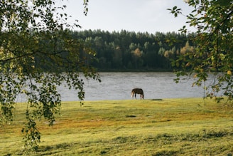 A serene scene of a horse grazing in a lush green pasture.