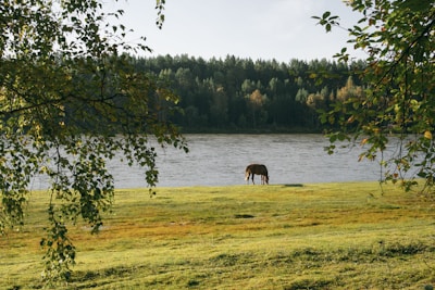 A serene scene of a horse grazing in a lush green pasture.