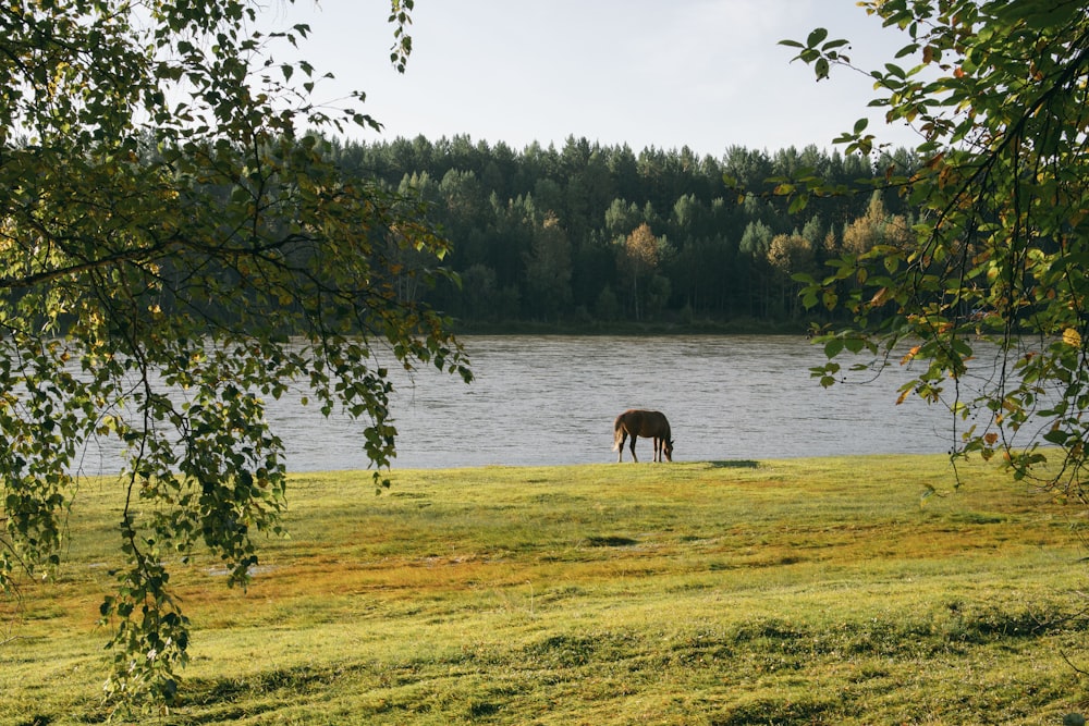 brown horse on green grass field near lake during daytime