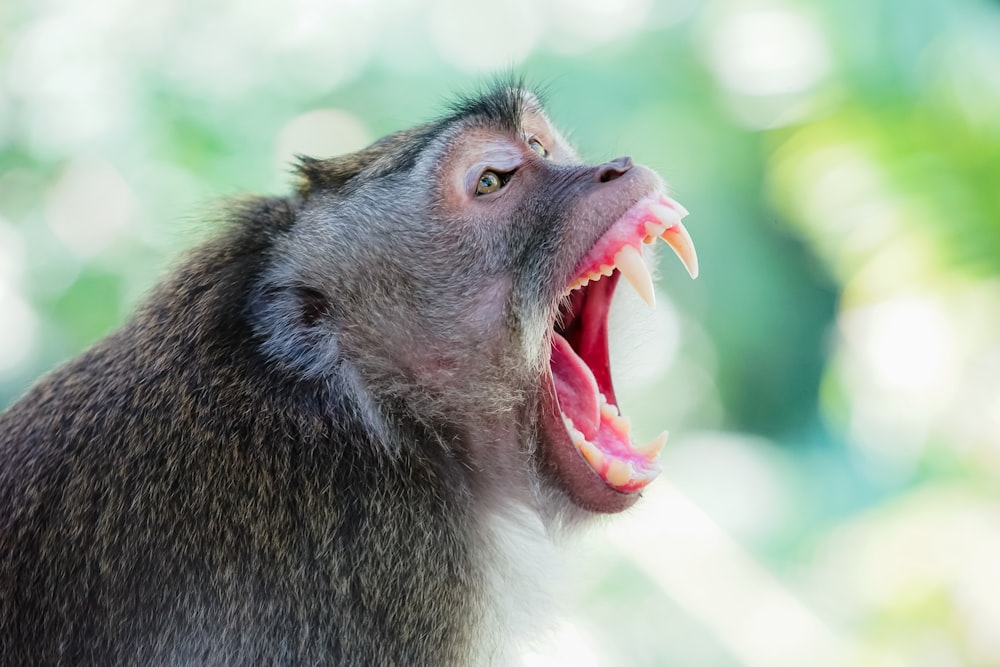 black and white monkey opening mouth