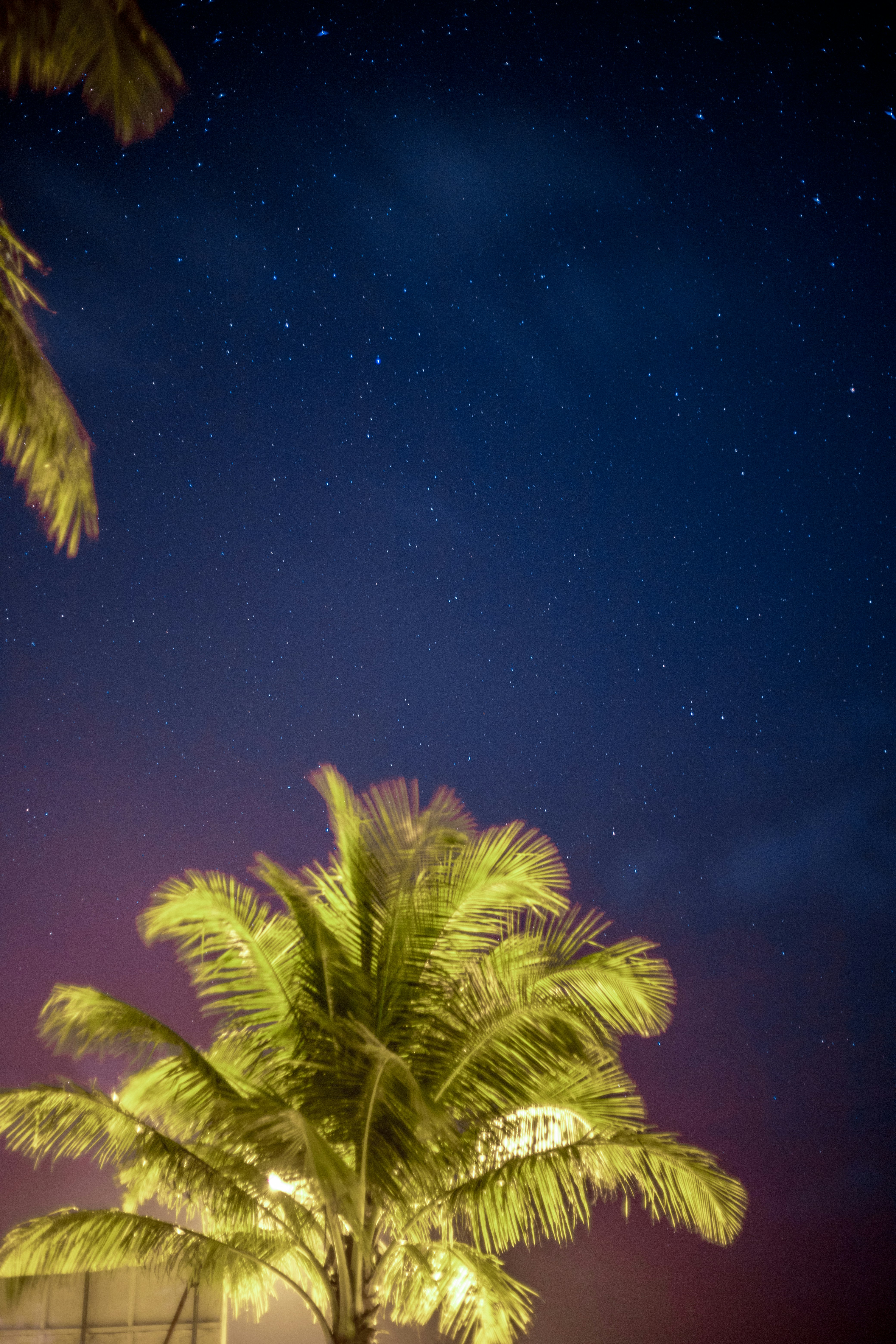 green palm tree under blue sky during night time