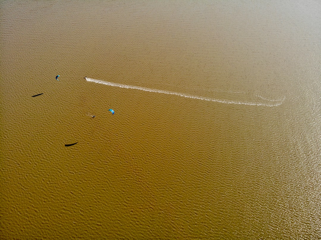 white bird on body of water during daytime