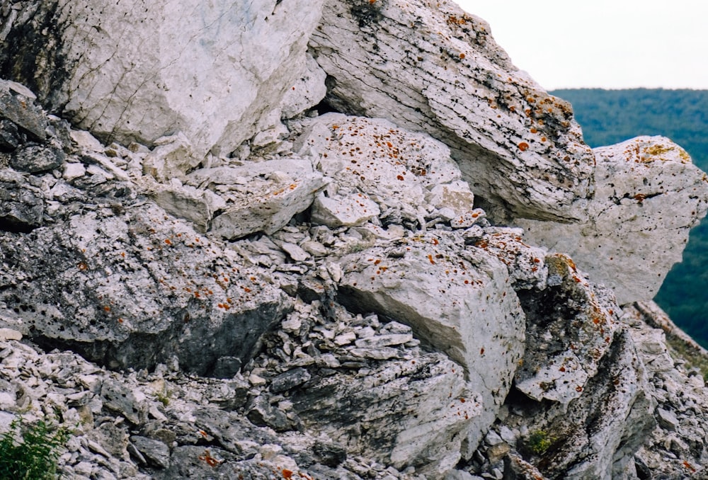 a bird is perched on a large rock