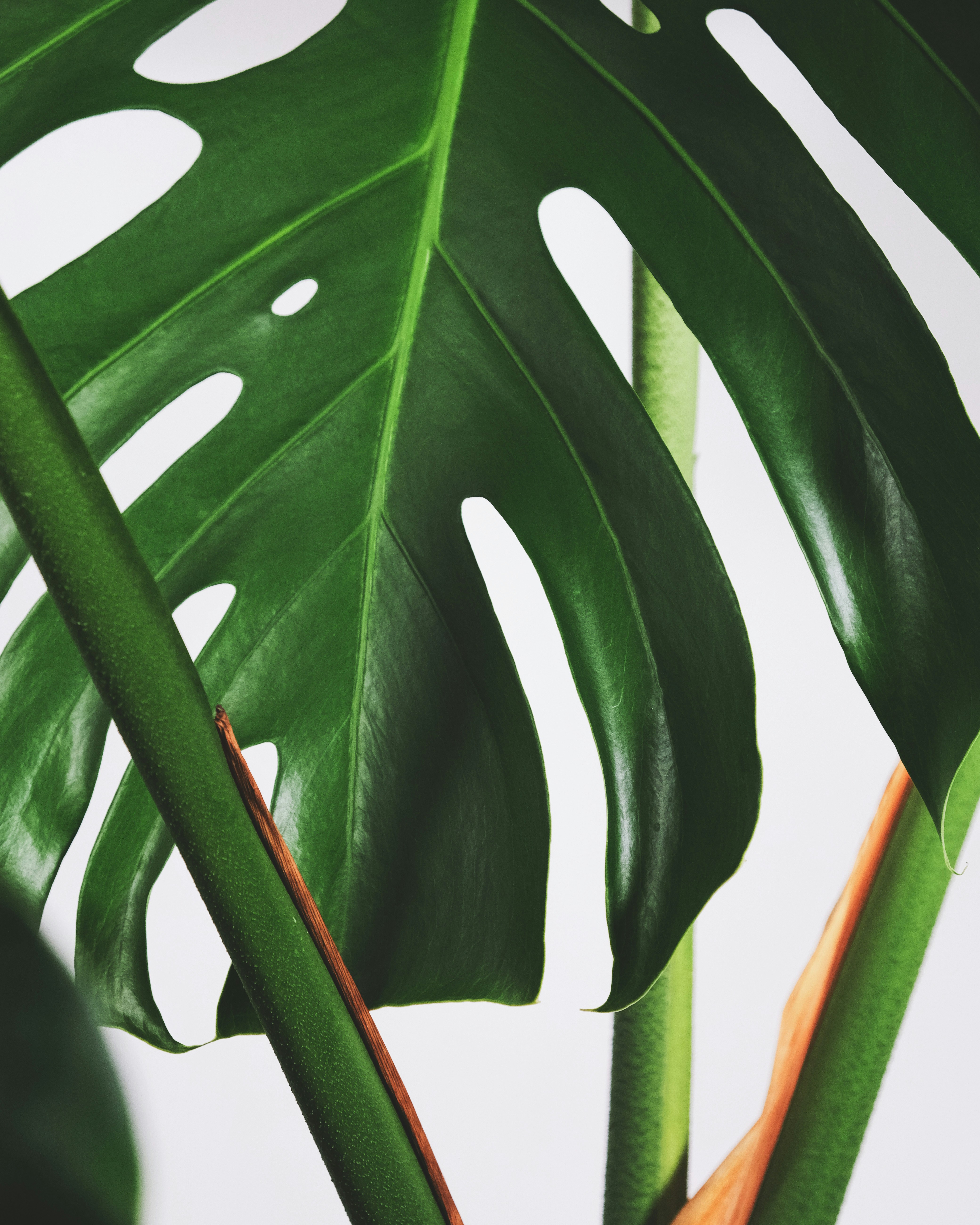 Photo by feeypflanzen