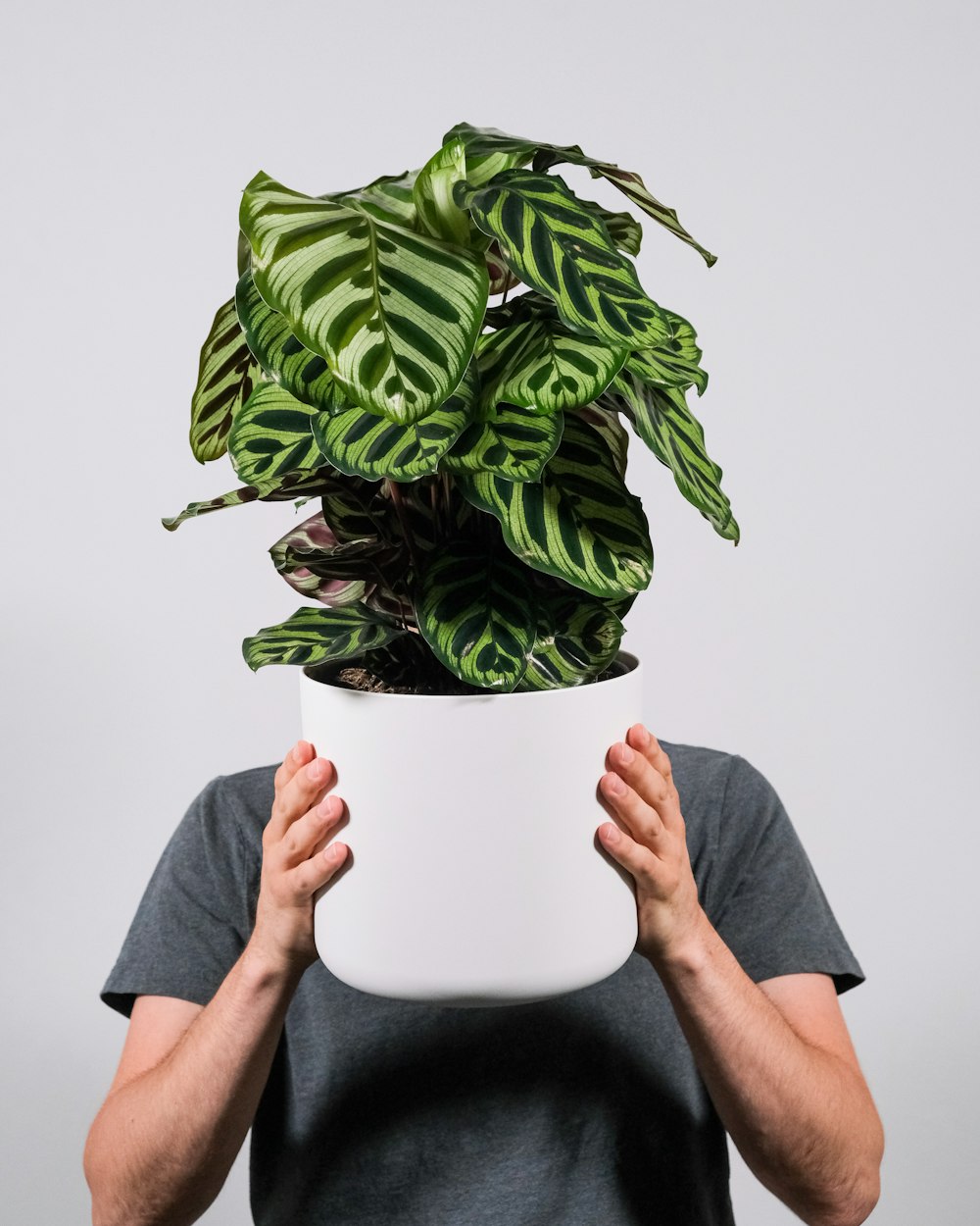 person holding green plant in white pot
