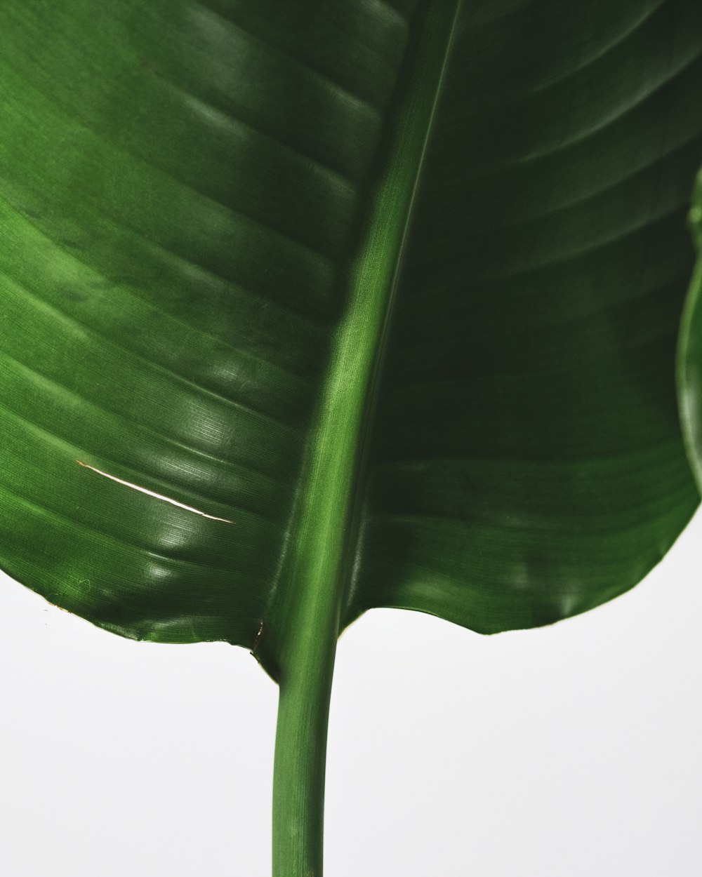 grünes Blatt mit weißem Hintergrund
