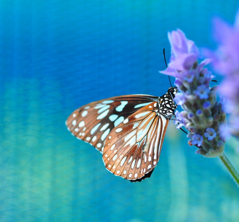 black and white butterfly perched on blue flower