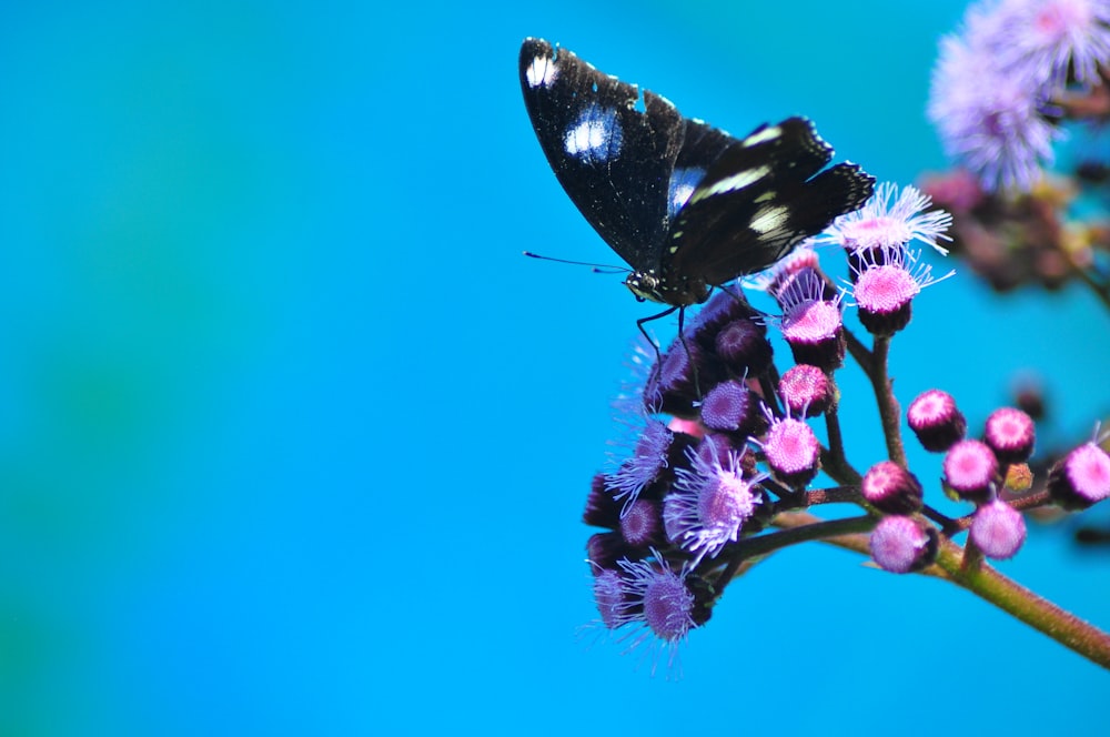 black and white butterfly perched on pink flower