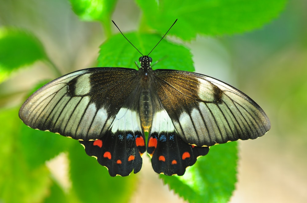 black and white butterfly perched on green leaf in close up photography during daytime