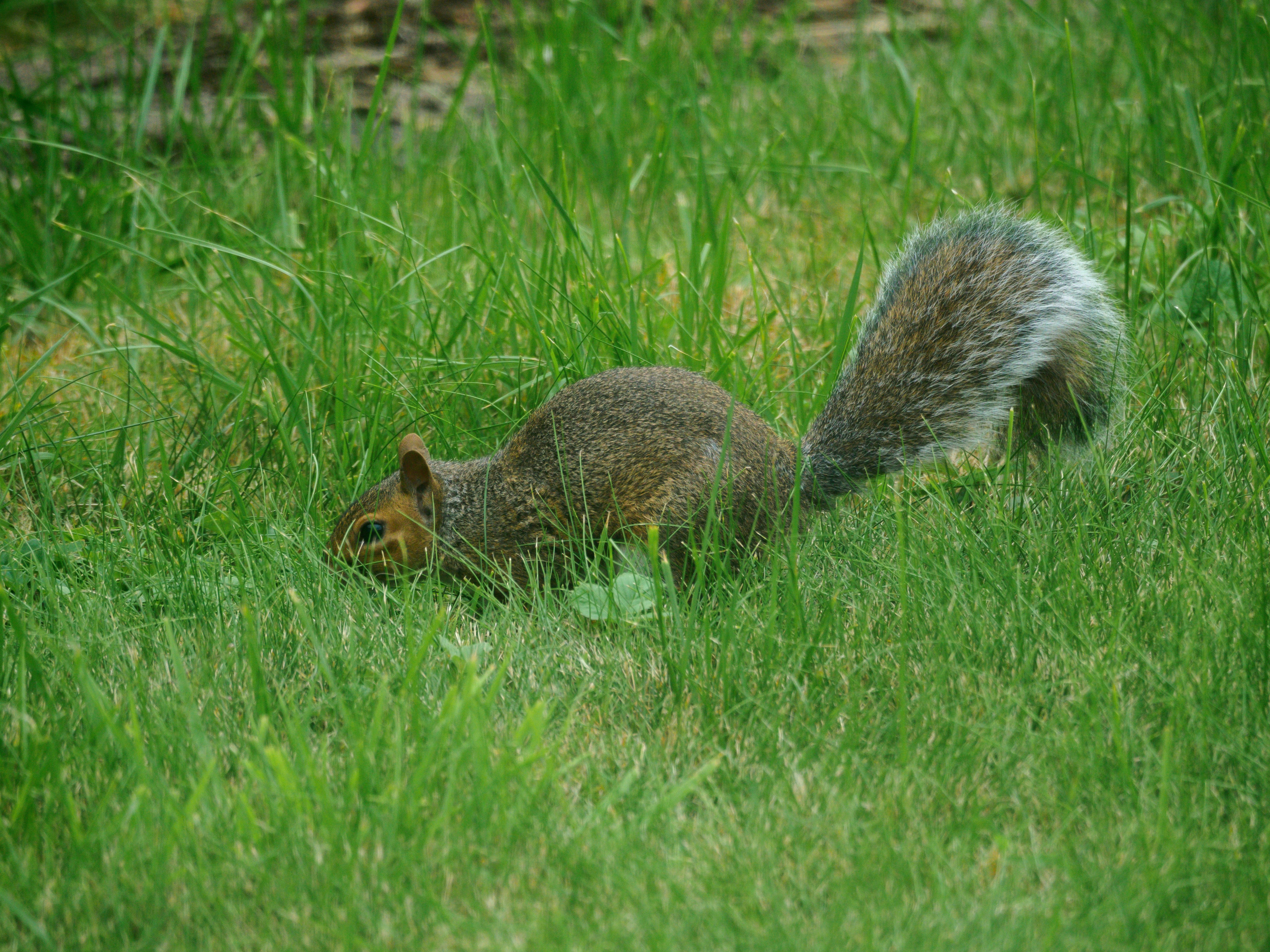 Photo by brett_jordan