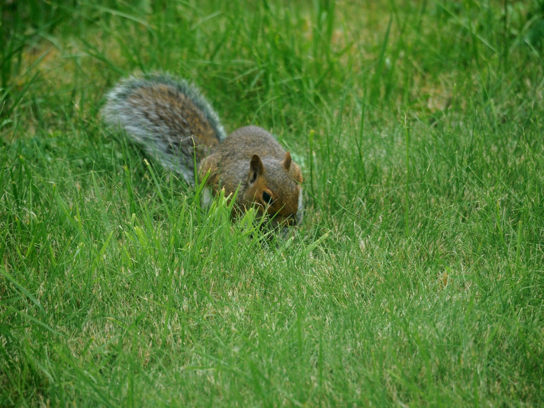 brown squirrel on green grass field during daytime