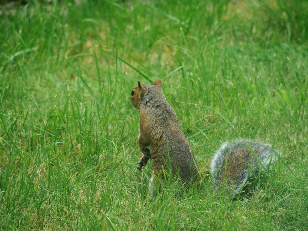 brown squirrel on green grass during daytime