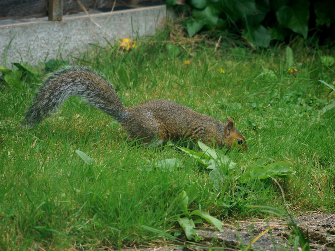 brown squirrel on green grass during daytime