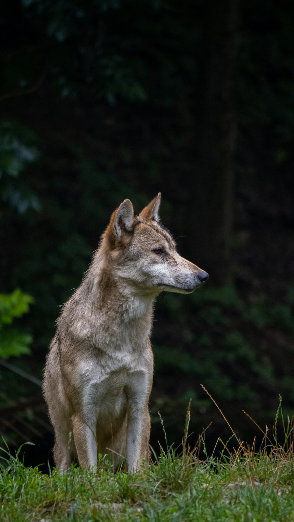 brown and white wolf on green grass during daytime