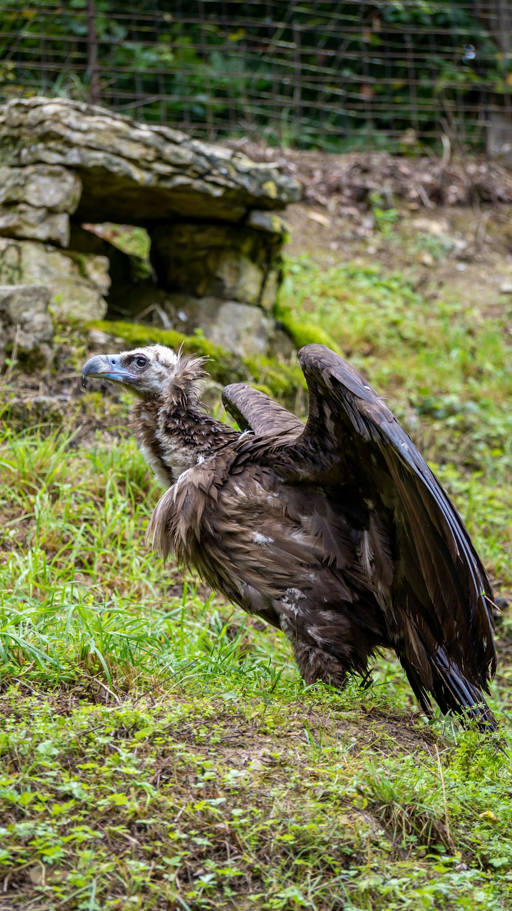 black turkey on green grass during daytime