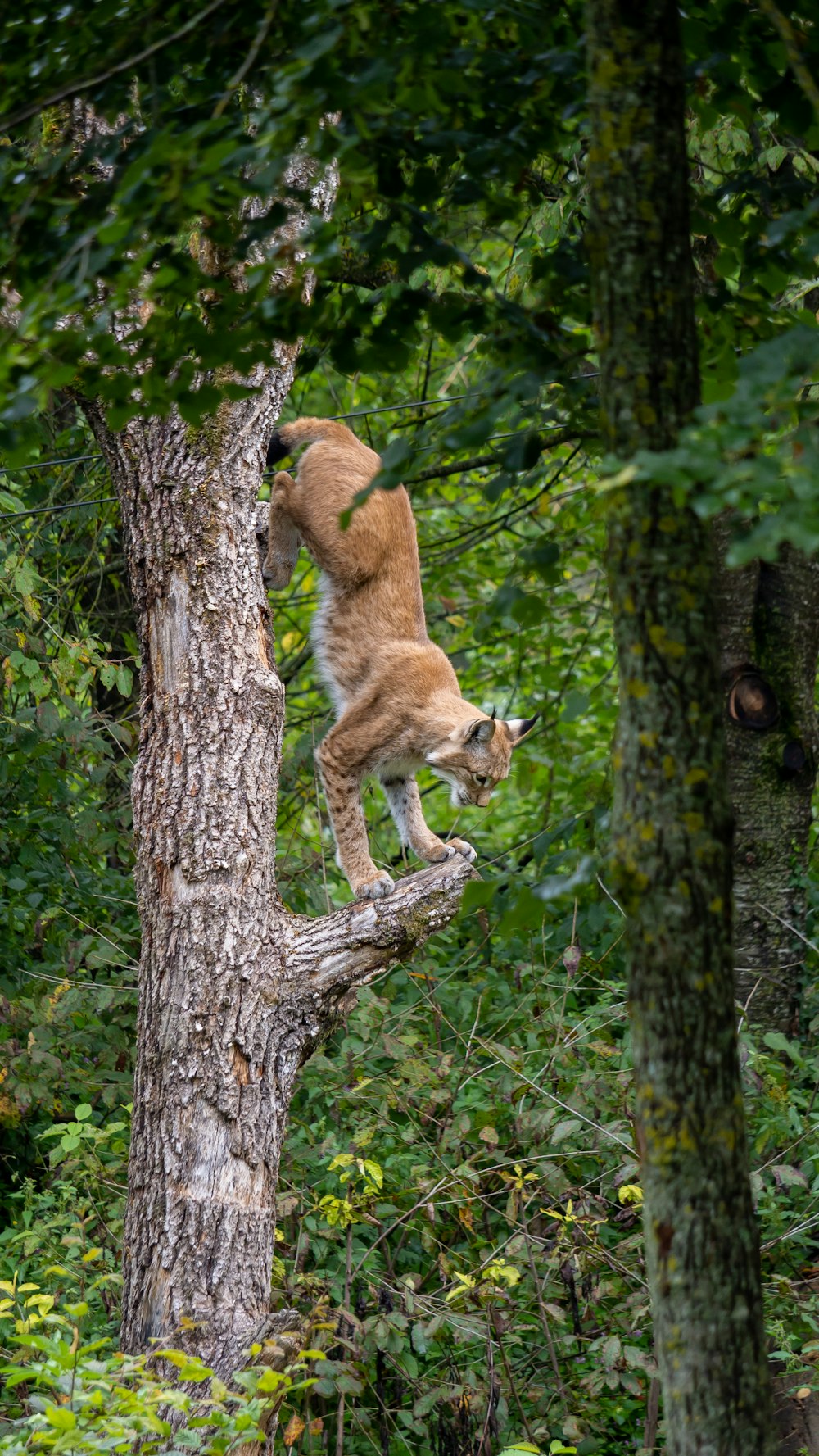 brown and white cat on tree branch during daytime