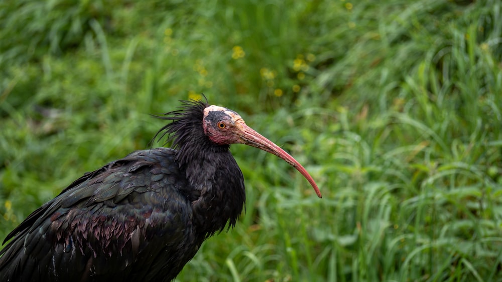 espalda pedir disculpas canción Foto pájaro negro de pico largo sobre hierba verde durante el día – Imagen  Pico gratis en Unsplash