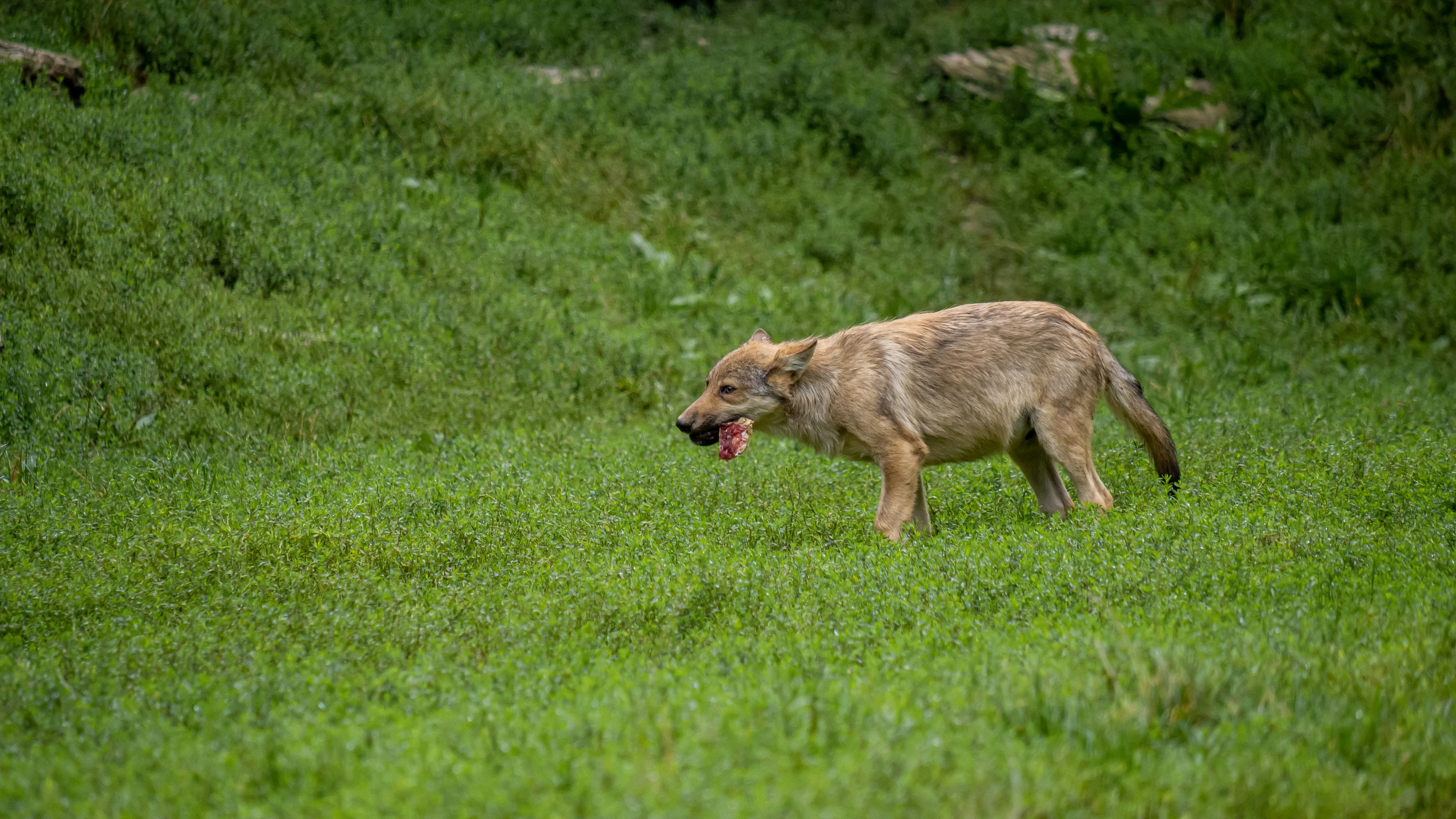 낮 동안 푸른 잔디밭에 있는 갈색과 흰색 짧은 코팅 개