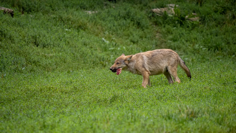 cane a pelo corto marrone e bianco sul campo di erba verde durante il giorno