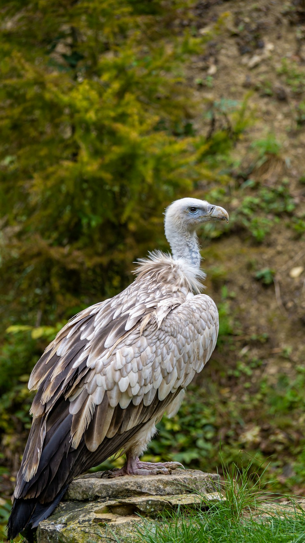 white and brown bird on green grass during daytime