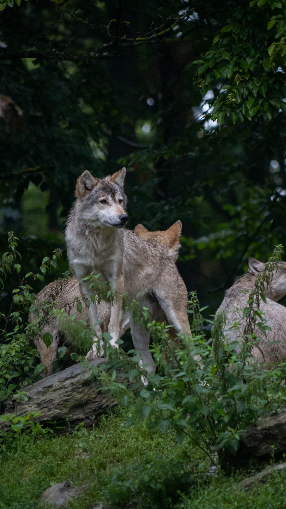 brown and white wolf on gray rock during daytime