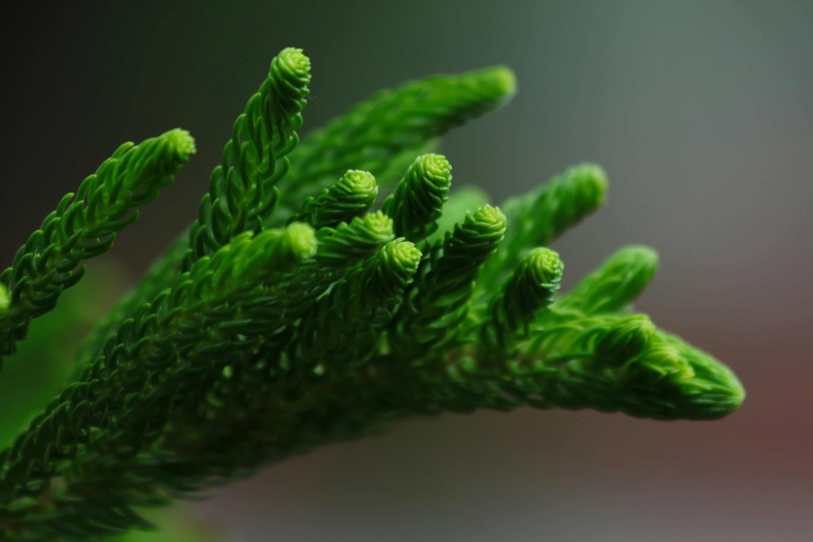 Photo by kristinezeshalyn