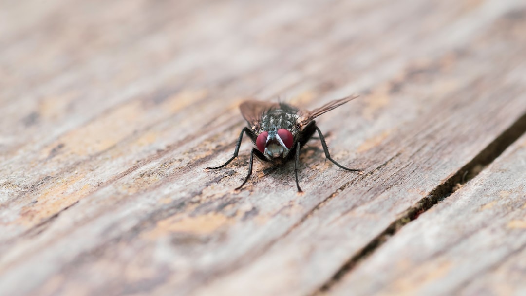 black fly on brown wooden surface
