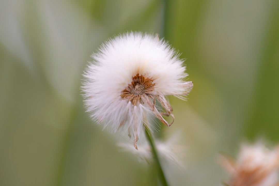 white dandelion in close up photography