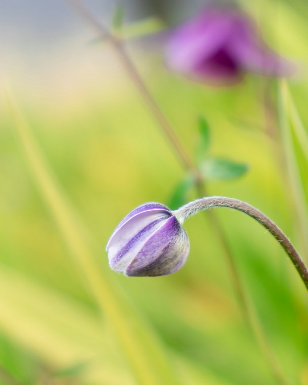 white and purple flower bud in macro photography