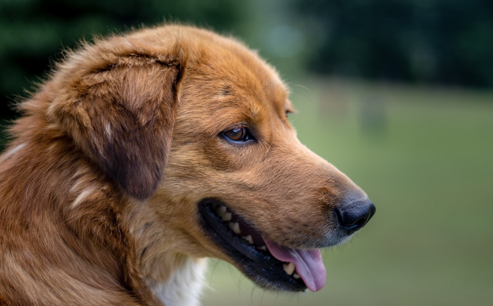 brown and white short coated dog